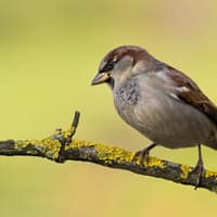 A la découverte des oiseaux des jardins