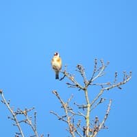 Le réveil des oiseaux : le chant de l'aube